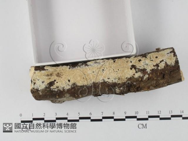 登錄號:F0025643藏品圖，第4張
