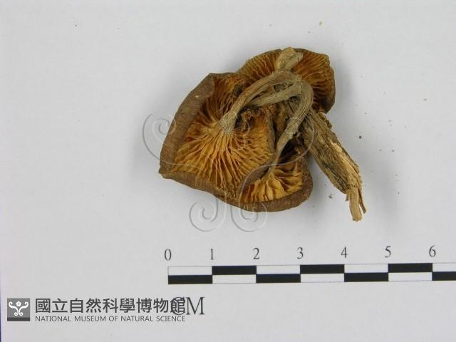 登錄號:F0015643藏品圖，第3張