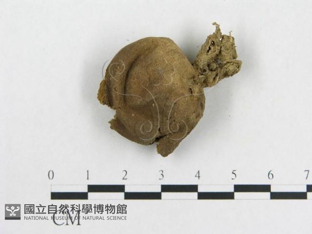 登錄號:F0009643藏品圖，第3張