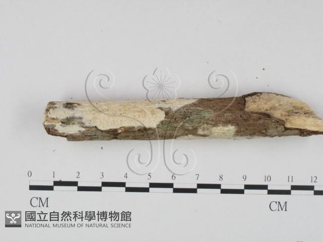 登錄號:F0023643藏品圖，第3張