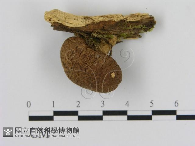 登錄號:F0003643藏品圖，第3張