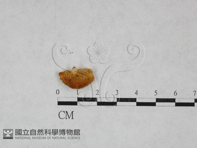 多孔菌屬藏品圖，第3張