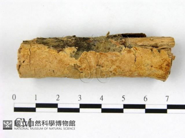 登錄號:F0000443藏品圖，第1張