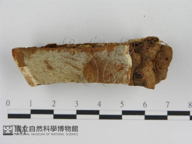 登錄號:F0006443藏品圖，第3張