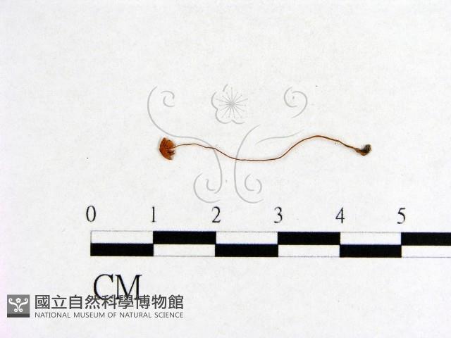 小菇屬藏品圖，第3張