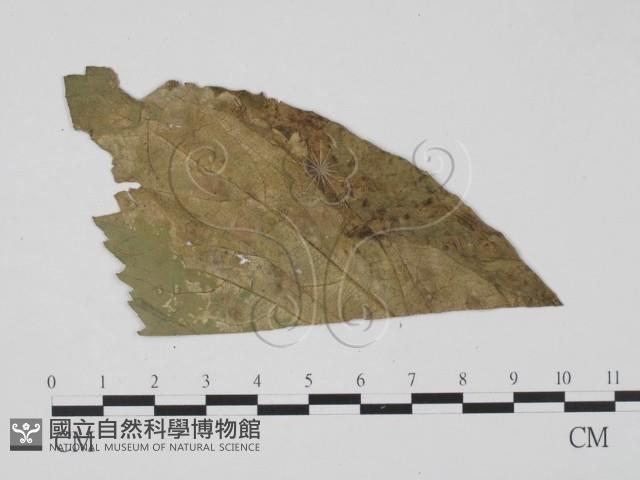 登錄號:F0011443藏品圖，第3張