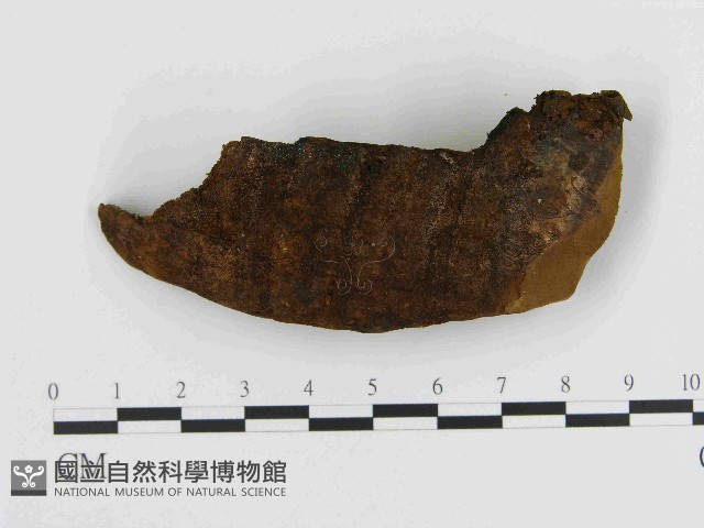 登錄號:F0014443藏品圖，第3張