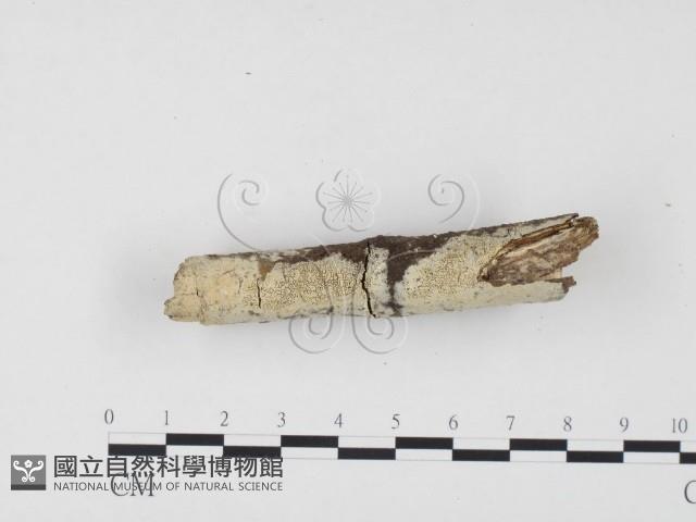 冇骨消絲齒菌藏品圖，第3張