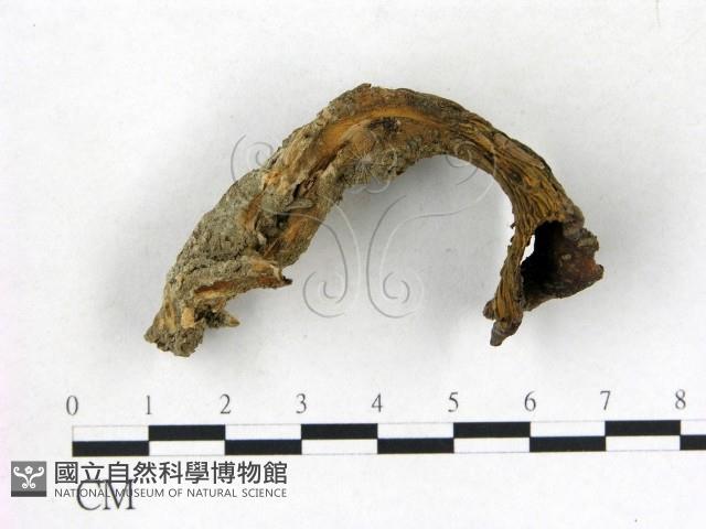 登錄號:F0002443藏品圖，第3張