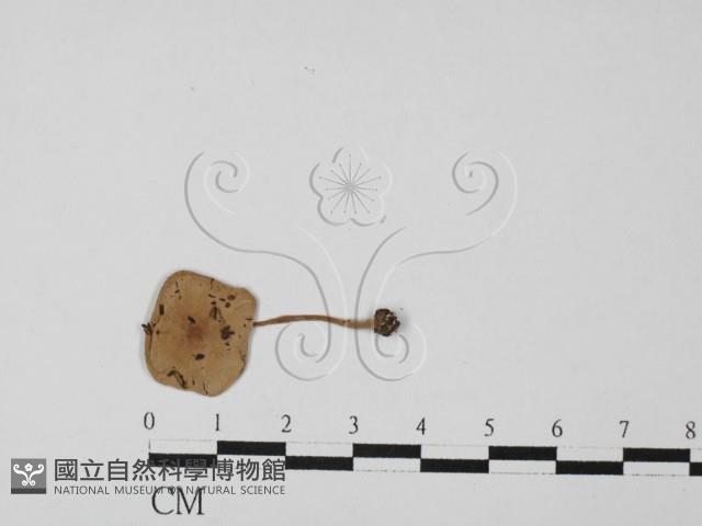 登錄號:F0027443藏品圖，第3張