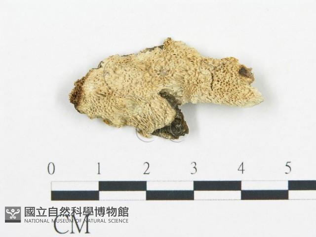 登錄號:F0017443藏品圖，第1張