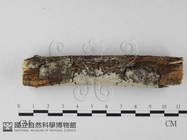 登錄號:F0025443藏品圖，第3張