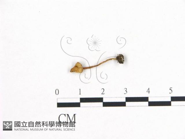 登錄號:F0005443藏品圖，第3張