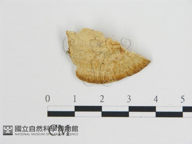 登錄號:F0009443藏品圖，第3張