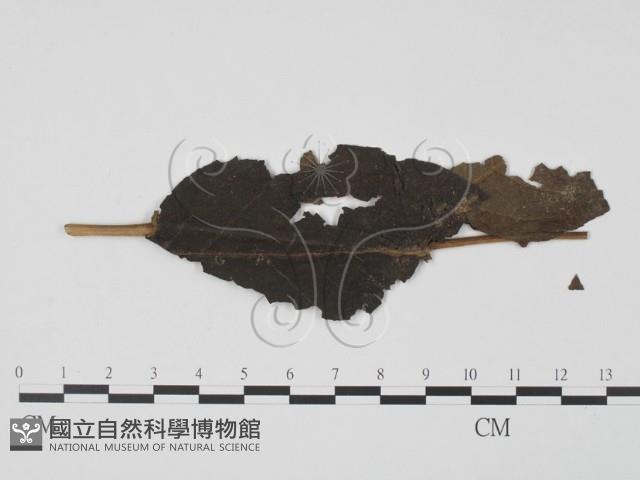 登錄號:F0019443藏品圖，第3張