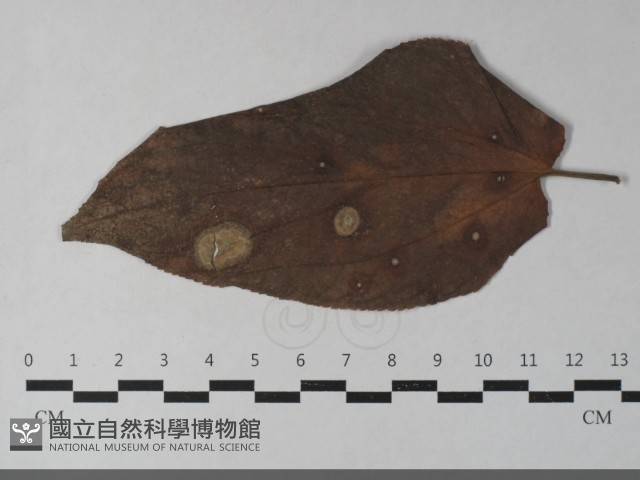 登錄號:F0033443藏品圖，第3張