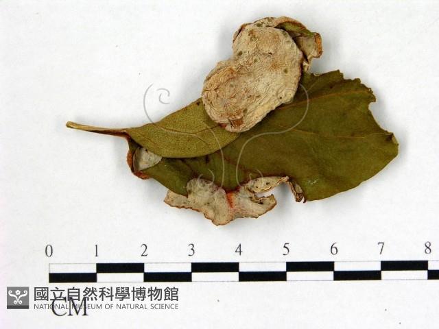 登錄號:F0020743藏品圖，第3張