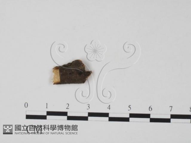 登錄號:F0011743藏品圖，第3張