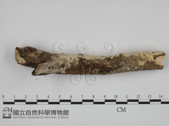 絲齒菌屬藏品圖，第3張