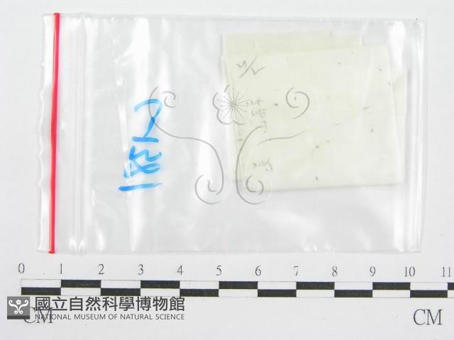 鬼傘屬藏品圖，第3張