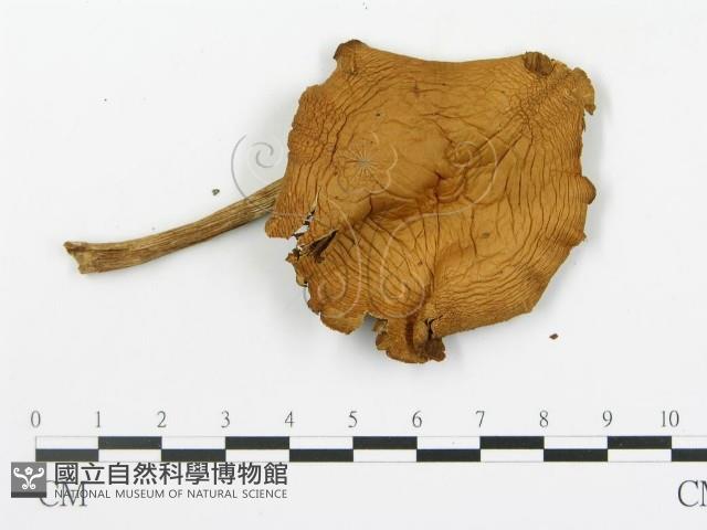 登錄號:F0012743藏品圖，第3張