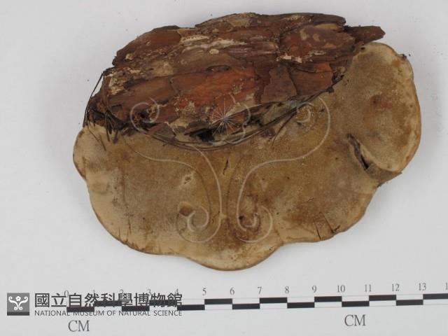 靈芝屬藏品圖，第3張