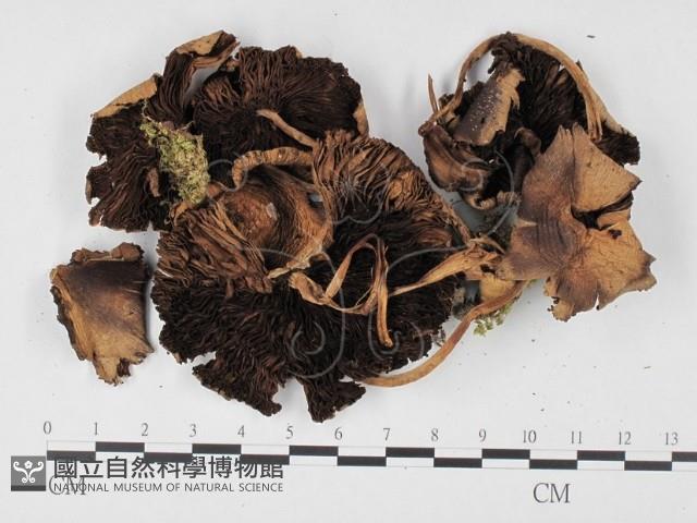 登錄號:F0025743藏品圖，第3張