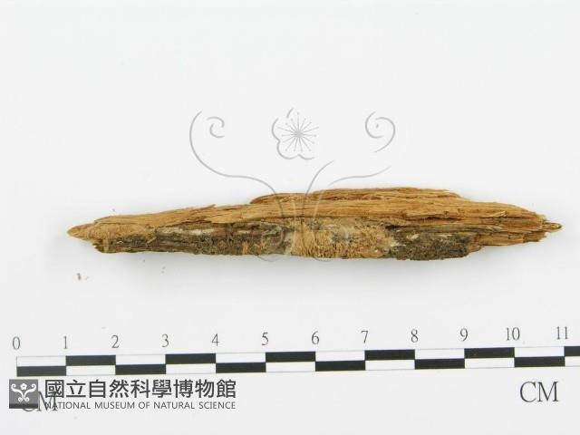 登錄號:F0005743藏品圖，第3張