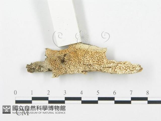登錄號:F0019743藏品圖，第1張