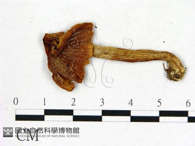 登錄號:F0003743藏品圖，第3張