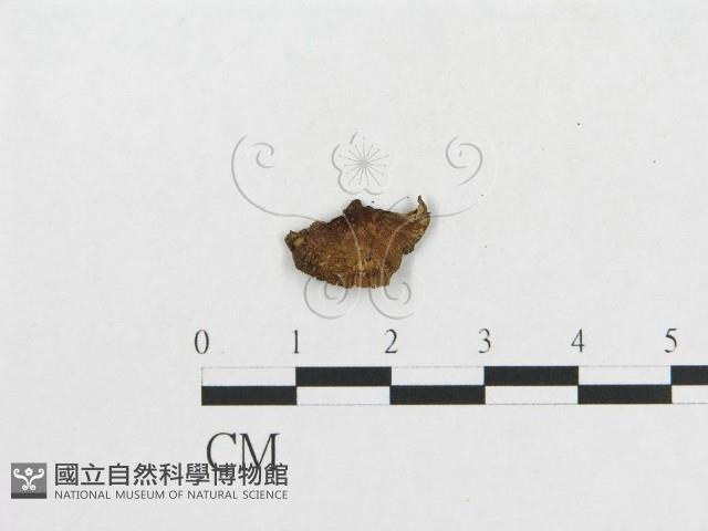 登錄號:F0013743藏品圖，第3張