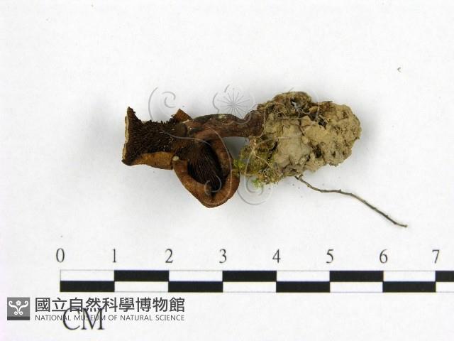 登錄號:F0008543藏品圖，第3張