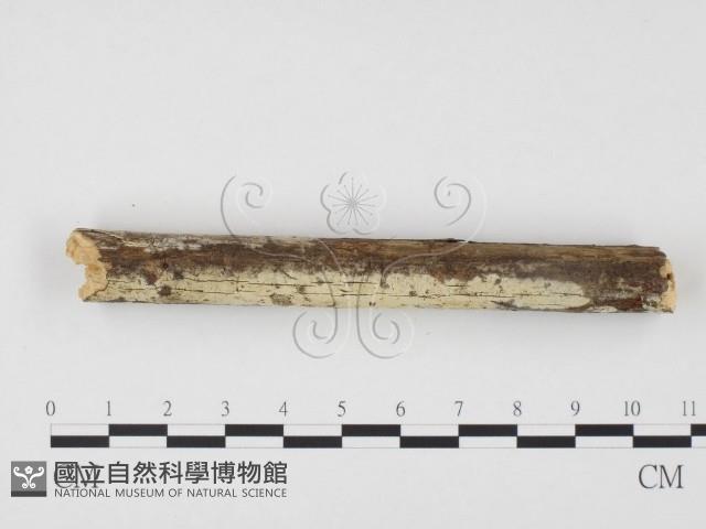 登錄號:F0000543藏品圖，第3張