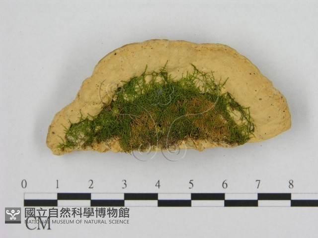 登錄號:F0006543藏品圖，第3張