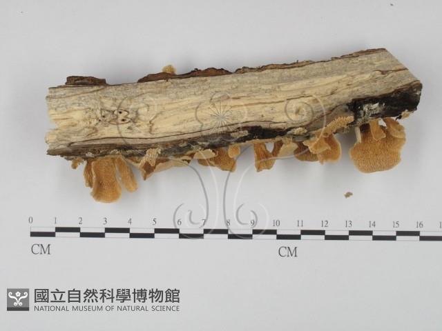 登錄號:F0001543藏品圖，第3張