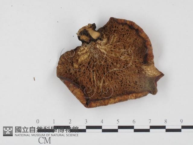 登錄號:F0024543藏品圖，第3張