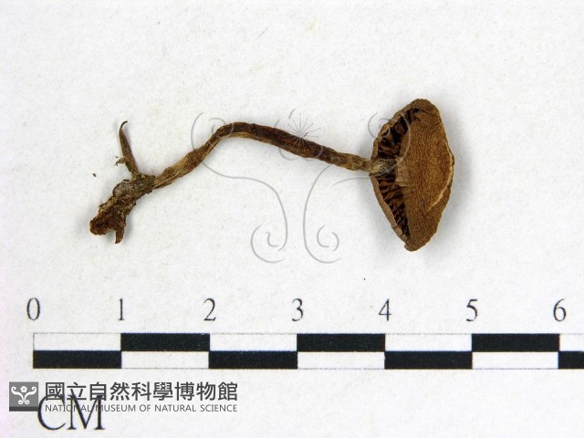 登錄號:F0014543藏品圖，第3張