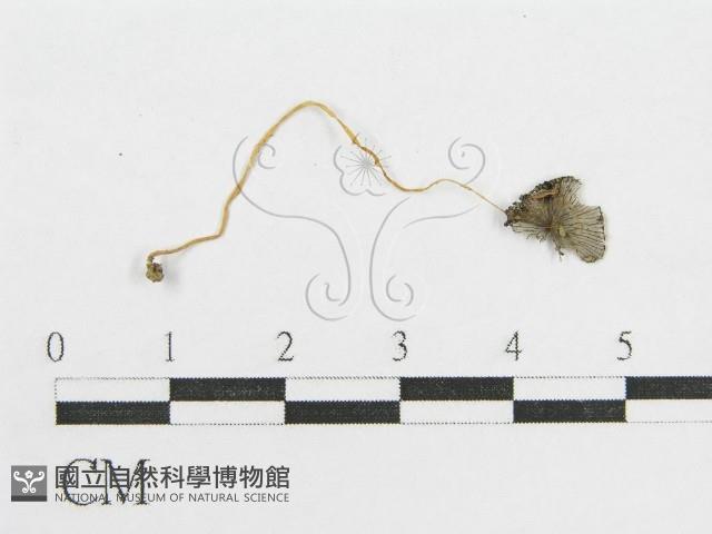 登錄號:F0012543藏品圖，第3張