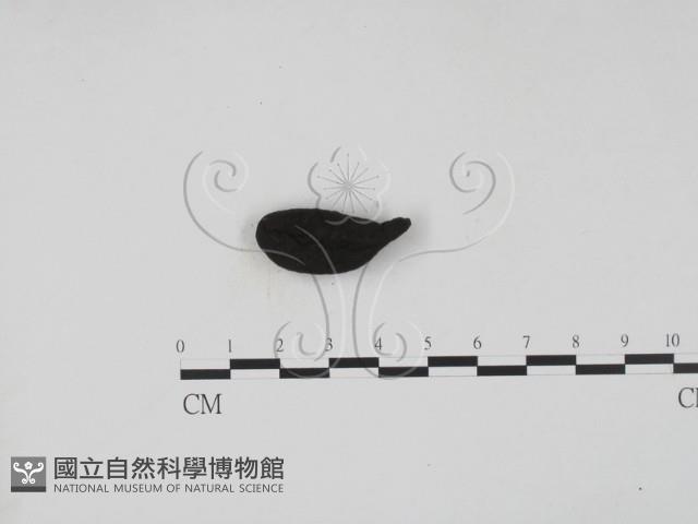 登錄號:F0009543藏品圖，第3張