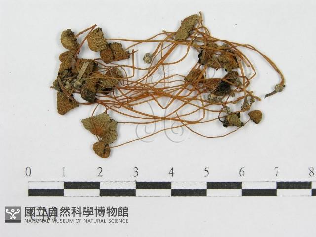 登錄號:F0003543藏品圖，第3張