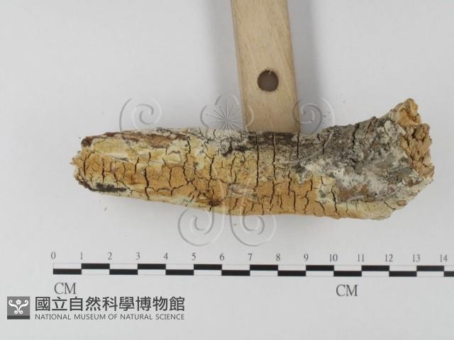 登錄號:F0020143藏品圖，第3張