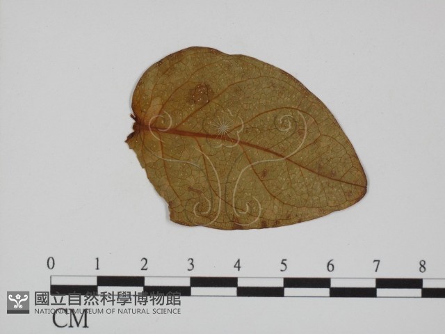 登錄號:F0010143藏品圖，第3張