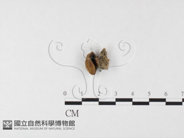 登錄號:F0026143藏品圖，第3張