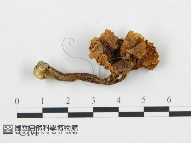 杯傘屬藏品圖，第3張