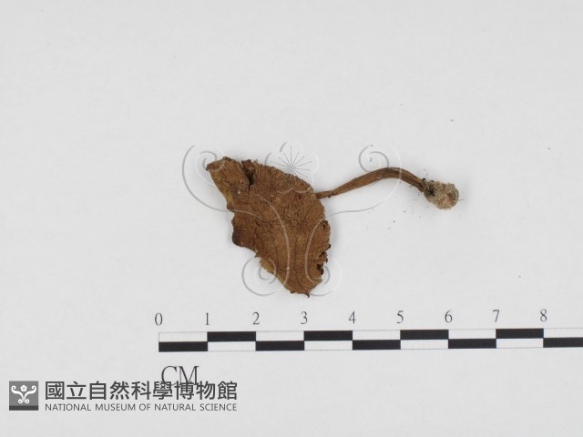 登錄號:F0024143藏品圖，第3張