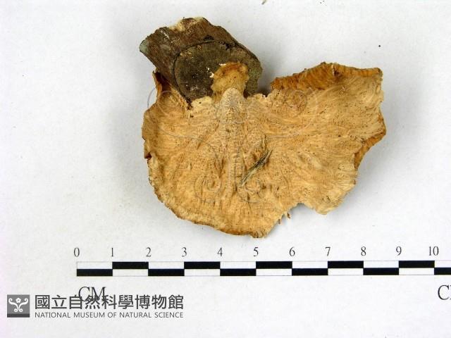 優雅波邊革菌藏品圖，第3張