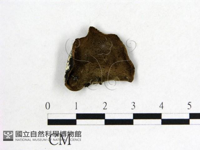 木耳屬藏品圖，第3張
