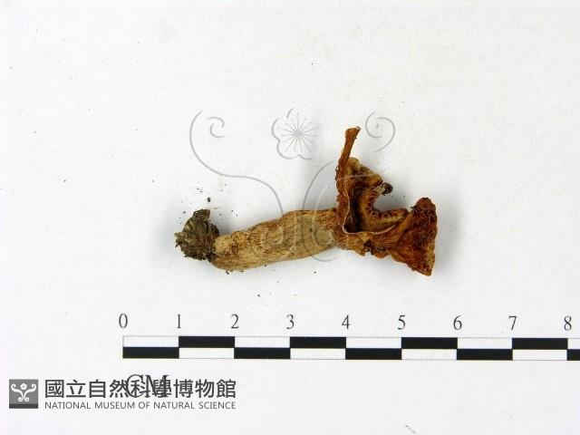 紅菇屬藏品圖，第3張