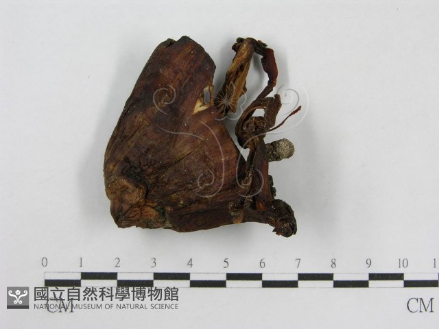 登錄號:F0016043藏品圖，第3張