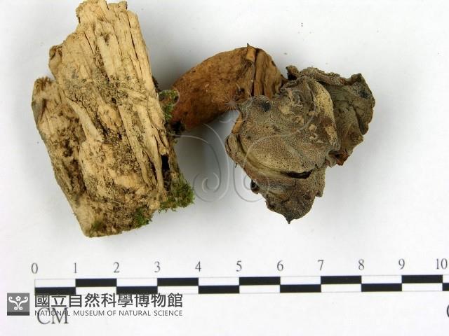 登錄號:F0021043藏品圖，第3張